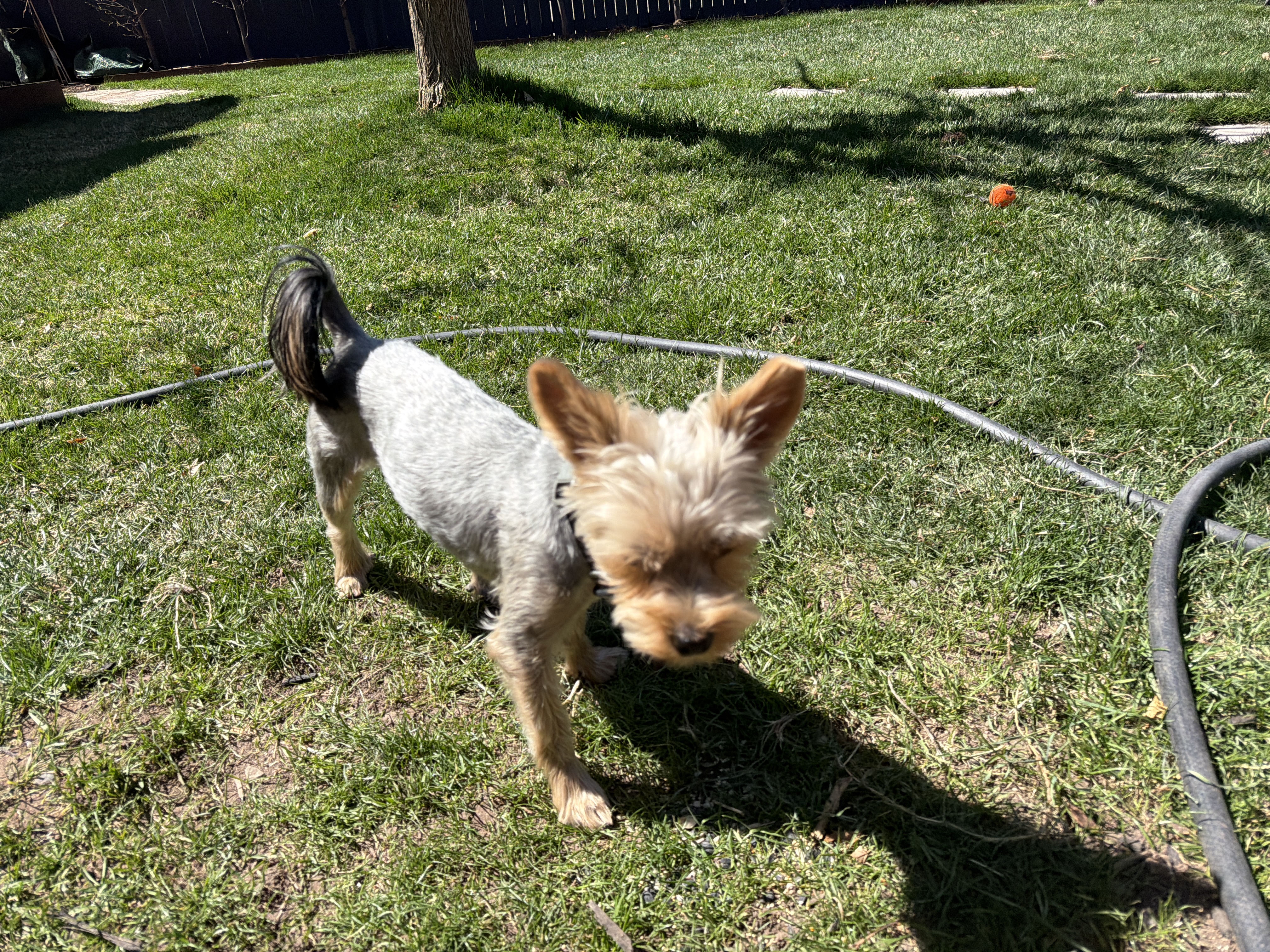 Timmy the Yorkshire Terrier